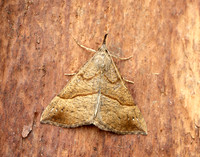 72.003 BF2477 Snout Hypena proboscidalis