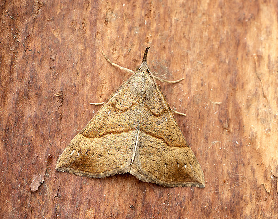 72.003 BF2477 Snout Hypena proboscidalis