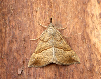 72.003 BF2477 Snout Hypena proboscidalis