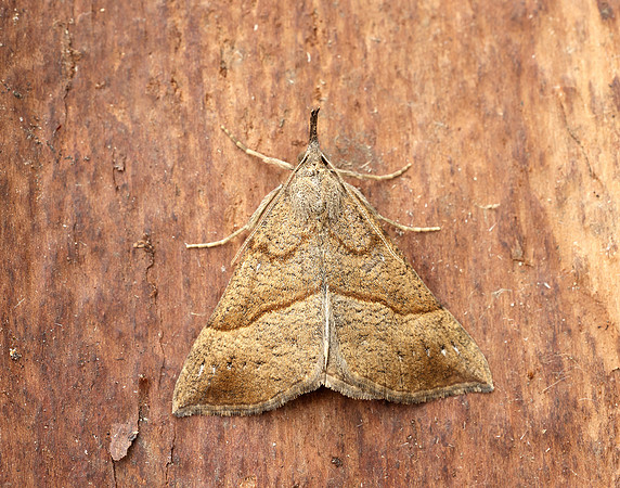 72.003 BF2477 Snout Hypena proboscidalis