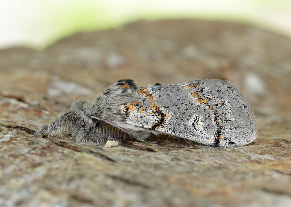 72.016 BF2027 Dark Tussock Dicallomera fascelina