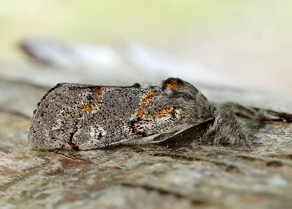 72.016 BF2027 Dark Tussock Dicallomera fascelina