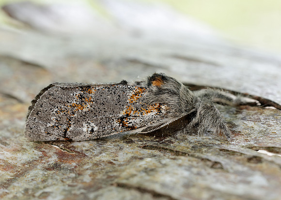 72.016 BF2027 Dark Tussock Dicallomera fascelina