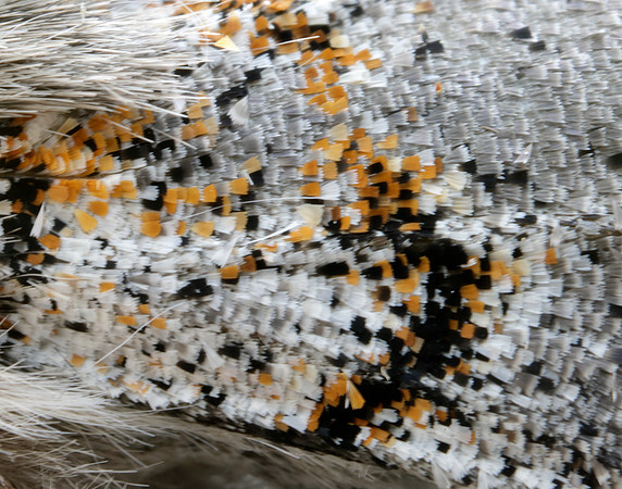 72.016 BF2027 Dark Tussock Dicallomera fascelina