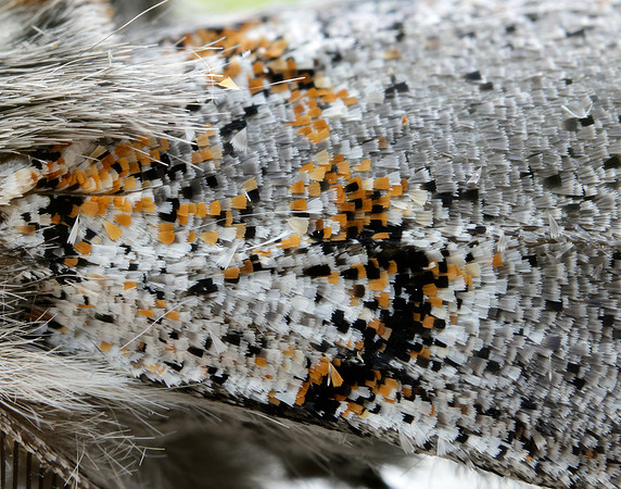 72.016 BF2027 Dark Tussock Dicallomera fascelina