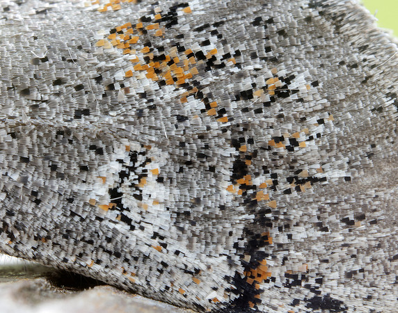 72.016 BF2027 Dark Tussock Dicallomera fascelina