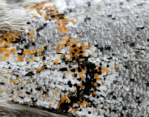 72.016 BF2027 Dark Tussock Dicallomera fascelina
