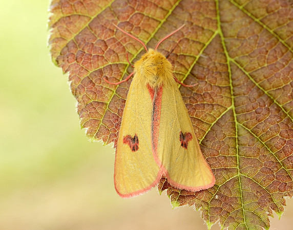 72.023 BF2059 Clouded Buff Diacrisia sannio