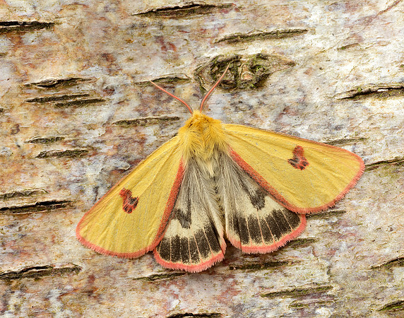 72.023 BF2059 Clouded Buff Diacrisia sannio