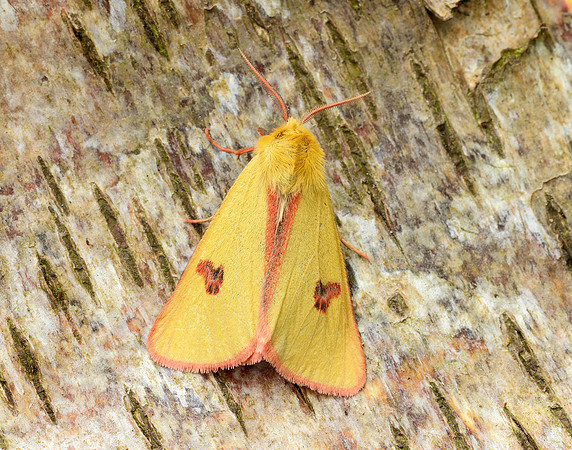 72.023 BF2059 Clouded Buff Diacrisia sannio