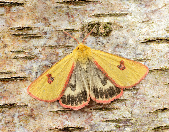 72.023 BF2059 Clouded Buff Diacrisia sannio