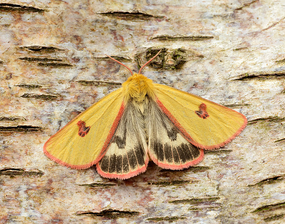 72.023 BF2059 Clouded Buff Diacrisia sannio