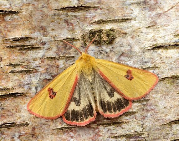72.023 BF2059 Clouded Buff Diacrisia sannio