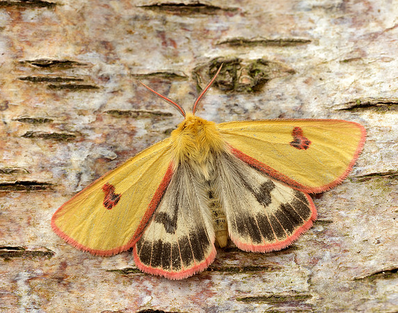 72.023 BF2059 Clouded Buff Diacrisia sannio