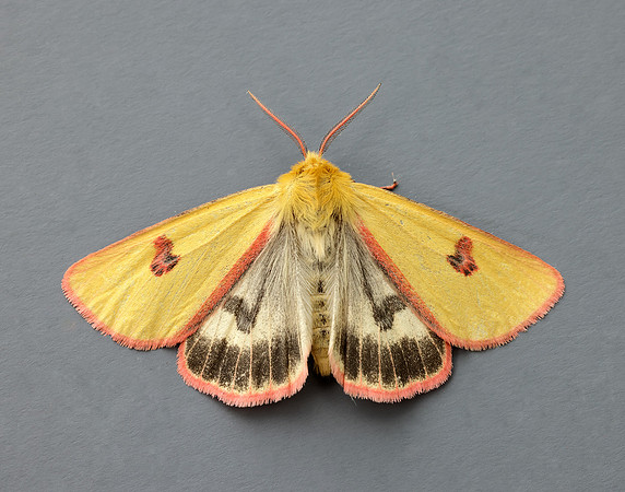 72.023 BF2059 Clouded Buff Diacrisia sannio
