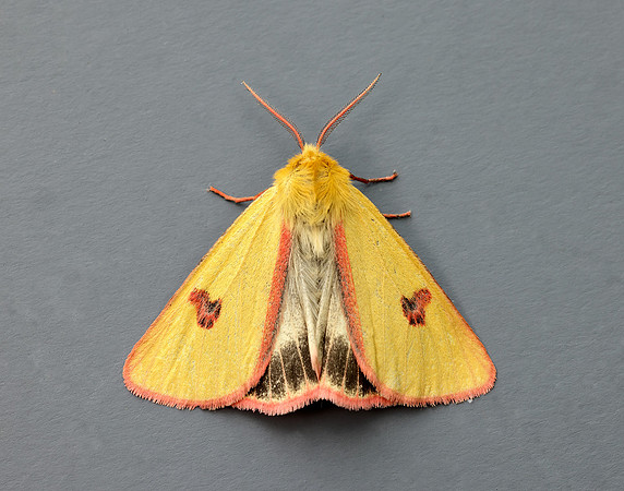 72.023 BF2059 Clouded Buff Diacrisia sannio