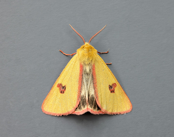 72.023 BF2059 Clouded Buff Diacrisia sannio
