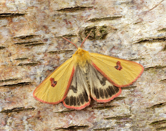 72.023 BF2059 Clouded Buff Diacrisia sannio