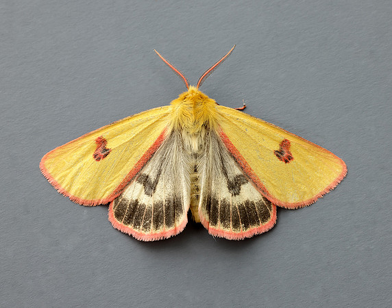 72.023 BF2059 Clouded Buff Diacrisia sannio