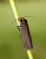 72.042 BF2039 Red-necked Footman Atolmis rubricollis