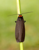 72.042 BF2039 Red-necked Footman Atolmis rubricollis