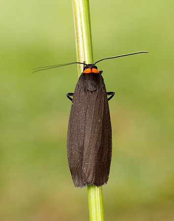 72.042 BF2039 Red-necked Footman Atolmis rubricollis