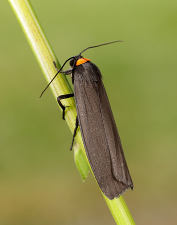 72.042 BF2039 Red-necked Footman Atolmis rubricollis