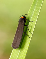 72.042 BF2039 Red-necked Footman Atolmis rubricollis