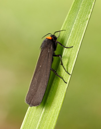 72.042 BF2039 Red-necked Footman Atolmis rubricollis