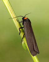 72.042 BF2039 Red-necked Footman Atolmis rubricollis