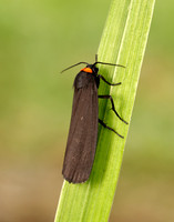 72.042 BF2039 Red-necked Footman Atolmis rubricollis