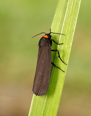 72.042 BF2039 Red-necked Footman Atolmis rubricollis