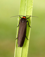 72.042 BF2039 Red-necked Footman Atolmis rubricollis
