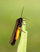 72.042 BF2039 Red-necked Footman Atolmis rubricollis