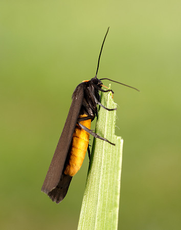 72.042 BF2039 Red-necked Footman Atolmis rubricollis