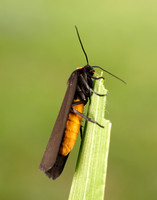 72.042 BF2039 Red-necked Footman Atolmis rubricollis