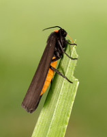 72.042 BF2039 Red-necked Footman Atolmis rubricollis