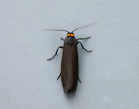 72.042 BF2039 Red-necked Footman Atolmis rubricollis