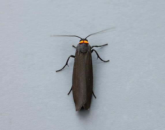 72.042 BF2039 Red-necked Footman Atolmis rubricollis