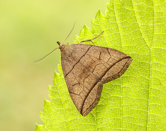 72.055 BF2492 Small Fan-foot Herminia grisealis