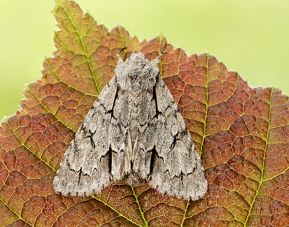 73.038 BF2284 Grey Dagger Acronicta psi