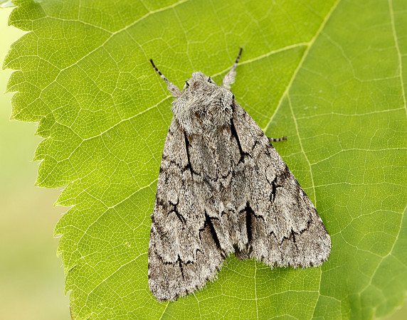 73.038 BF2284 Grey Dagger Acronicta psi