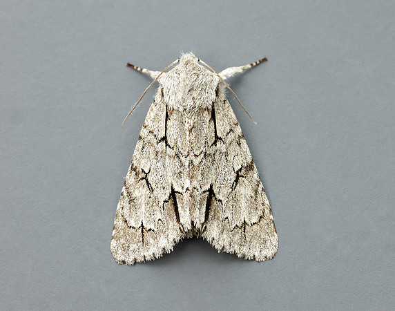 73.038 BF2284 Grey Dagger Acronicta psi