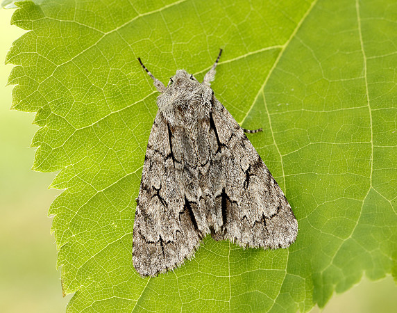 73.038 BF2284 Grey Dagger Acronicta psi
