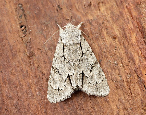 73.038 BF2284 Grey Dagger Acronicta psi