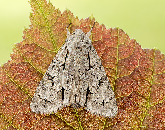 73.038 BF2284 Grey Dagger Acronicta psi