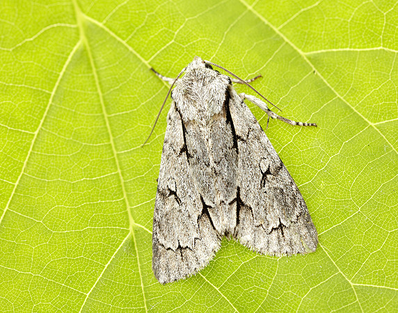 73.038 BF2284 Grey Dagger Acronicta psi