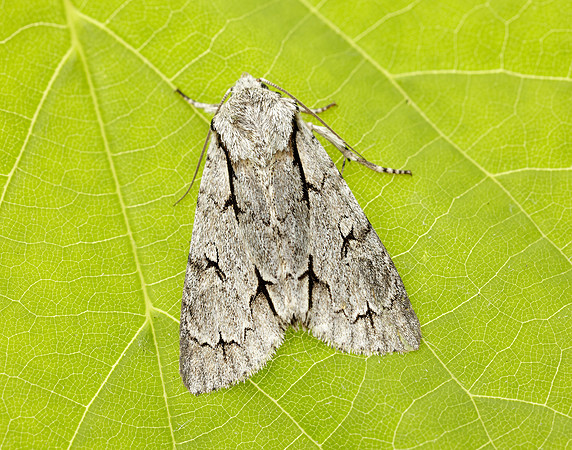 73.038 BF2284 Grey Dagger Acronicta psi