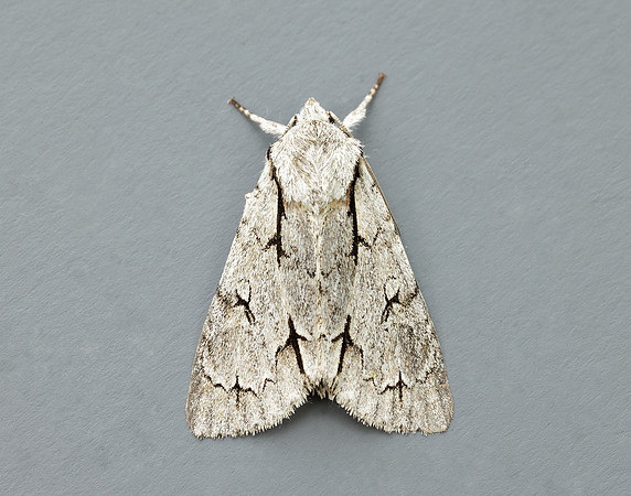 73.038 BF2284 Grey Dagger Acronicta psi
