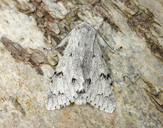 73.040 BF2280 Miller Acronicta leporina
